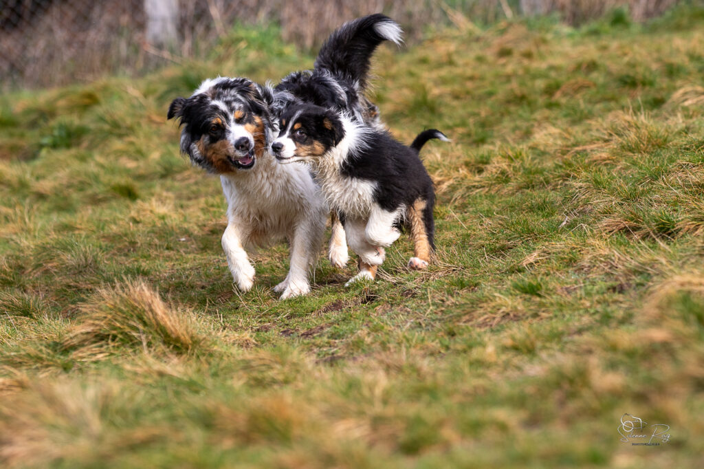 Zia et Ayo chiots et mère berger australien en train de jouer