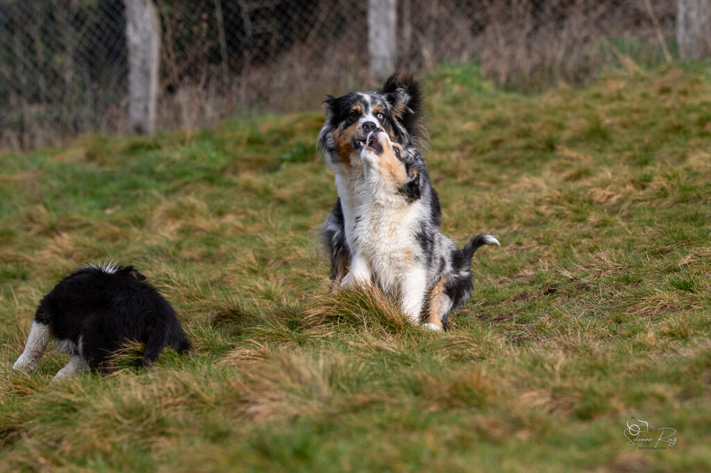 Zia et Awan chiots et mère berger australien en train de jouer