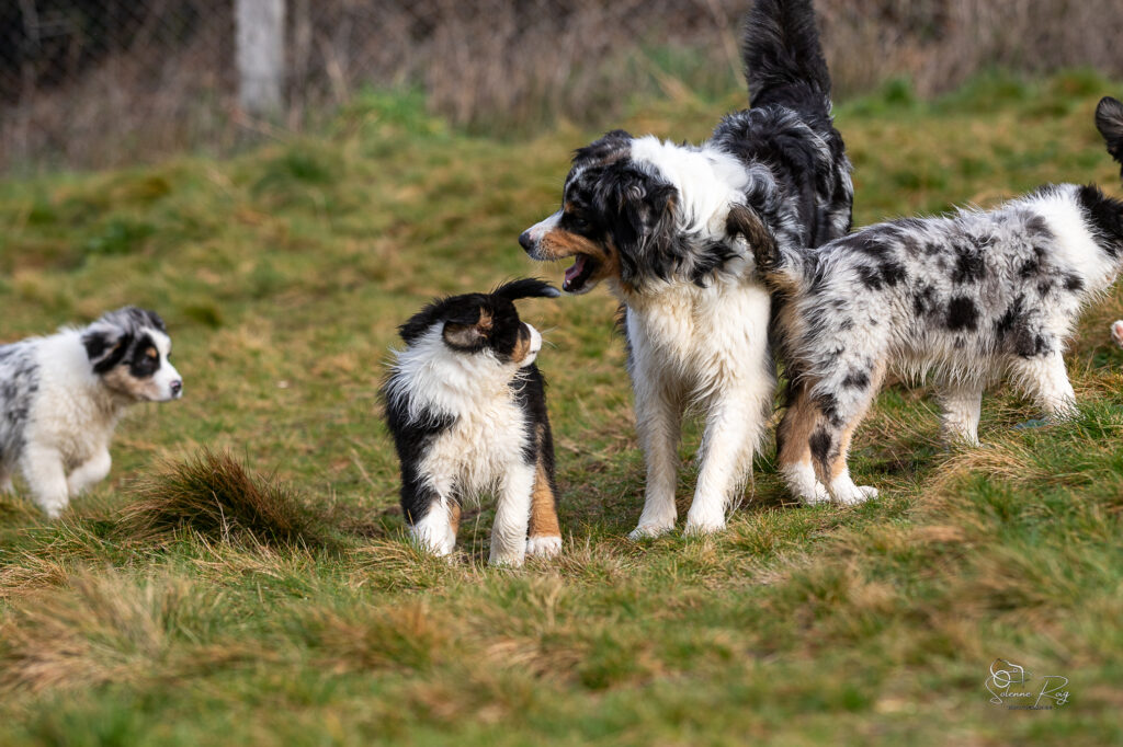 2025-berger-australien-chiots-twilight-zia-10semdemi-0046 chiots et mère berger australien en train de jouer