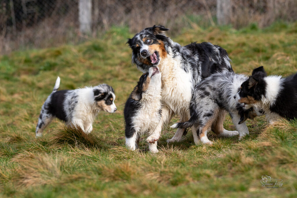 2025-berger-australien-chiots-twilight-zia-10semdemi-0047 chiots et mère berger australien en train de jouer