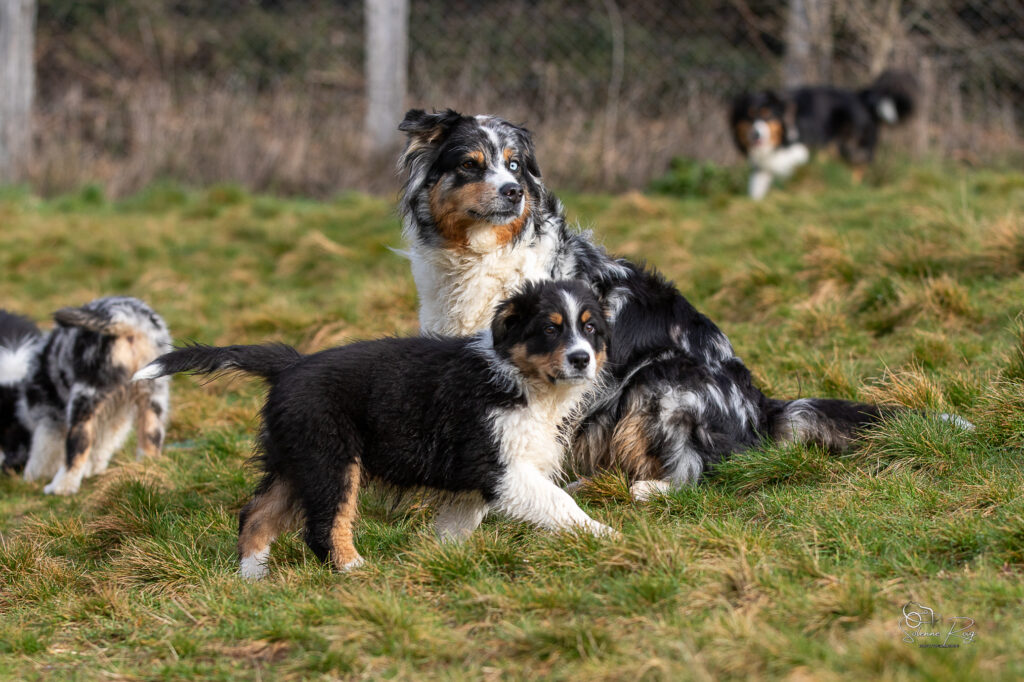 Alden (Speed) et Zia chiot berger australien noir tricolore et sa mère bleu merle
