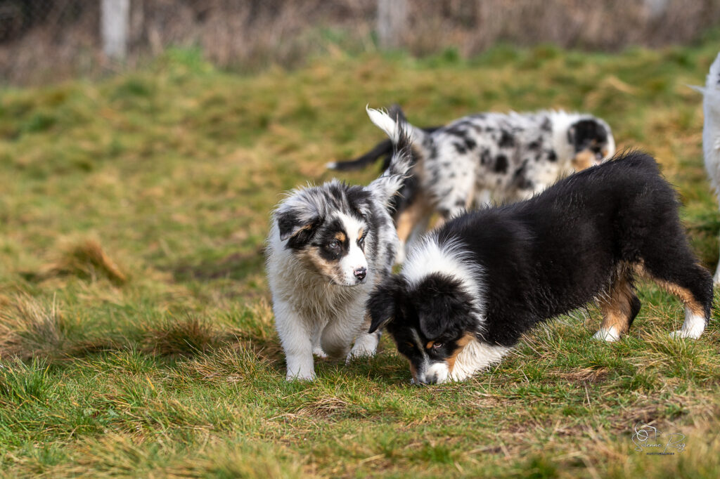 Askja et Alden (Speed) chiots berger australien en train de jouer à l'extérieur