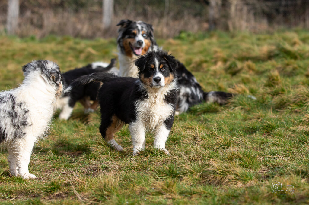 Alden dit Speed chiot berger australien noir tricolore 10.5 semaines