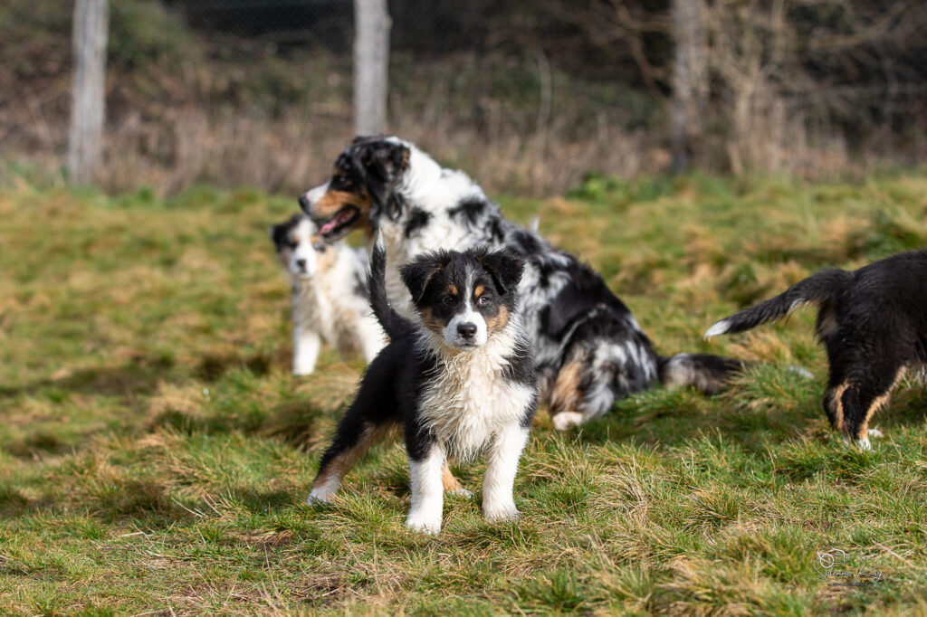Ayo chiot berger australien noir tricolore 10.5 semaines