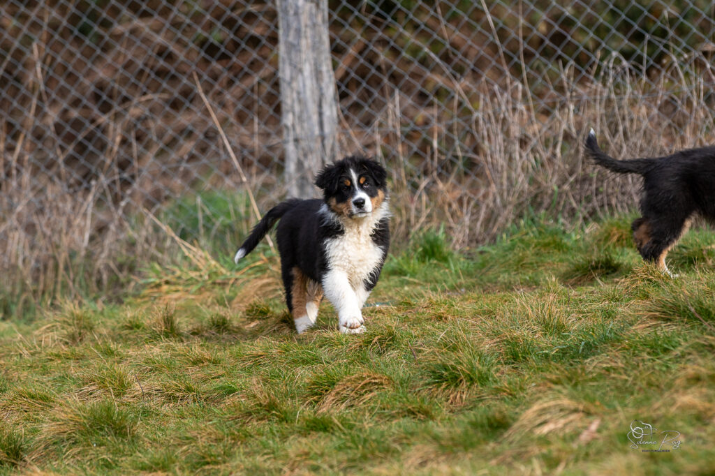 Alden dit Speed chiot berger australien noir tricolore 10.5 semaines