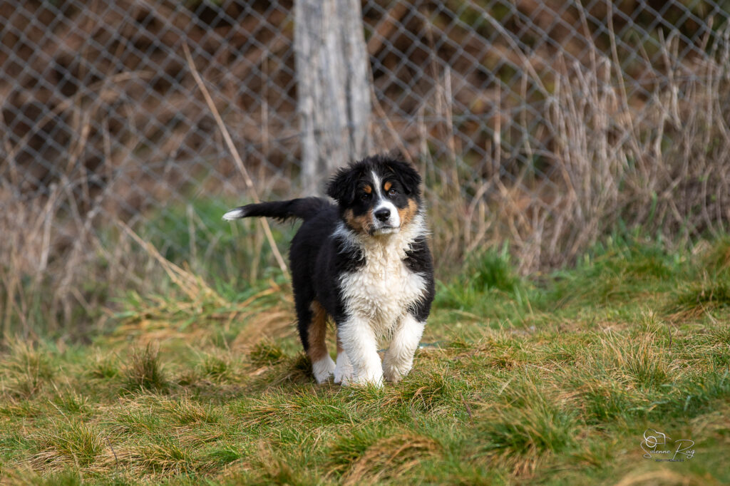 Alden dit Speed chiot berger australien noir tricolore 10.5 semaines