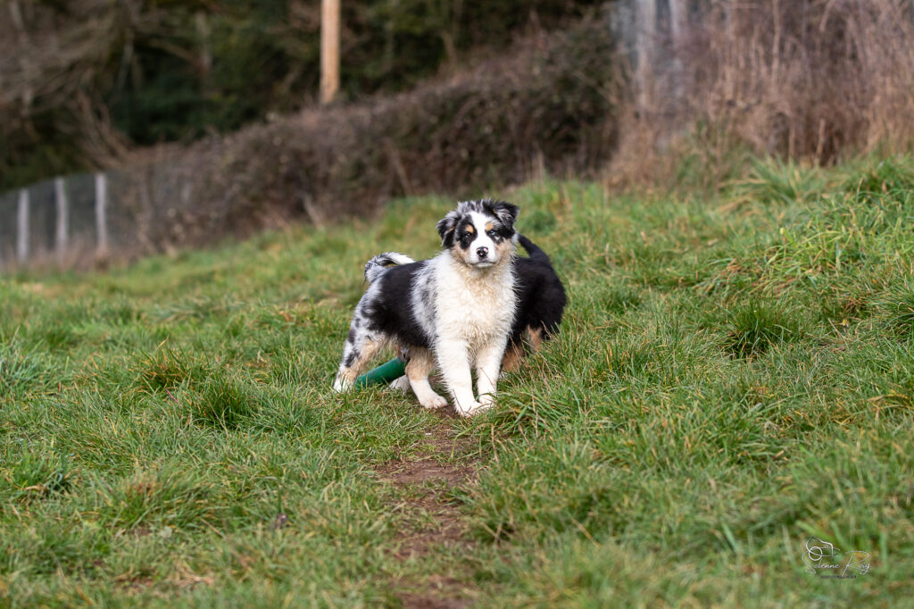 Askja chiot berger australien bleu merle 10.5 semaines