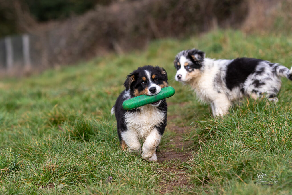 Alden dit Speed et Askja chiots berger australien bleu merle et noir tricolore 10.5 semaines