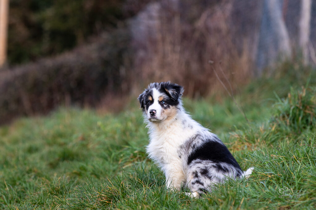 Askja chiot berger australien bleu merle 10.5 semaines