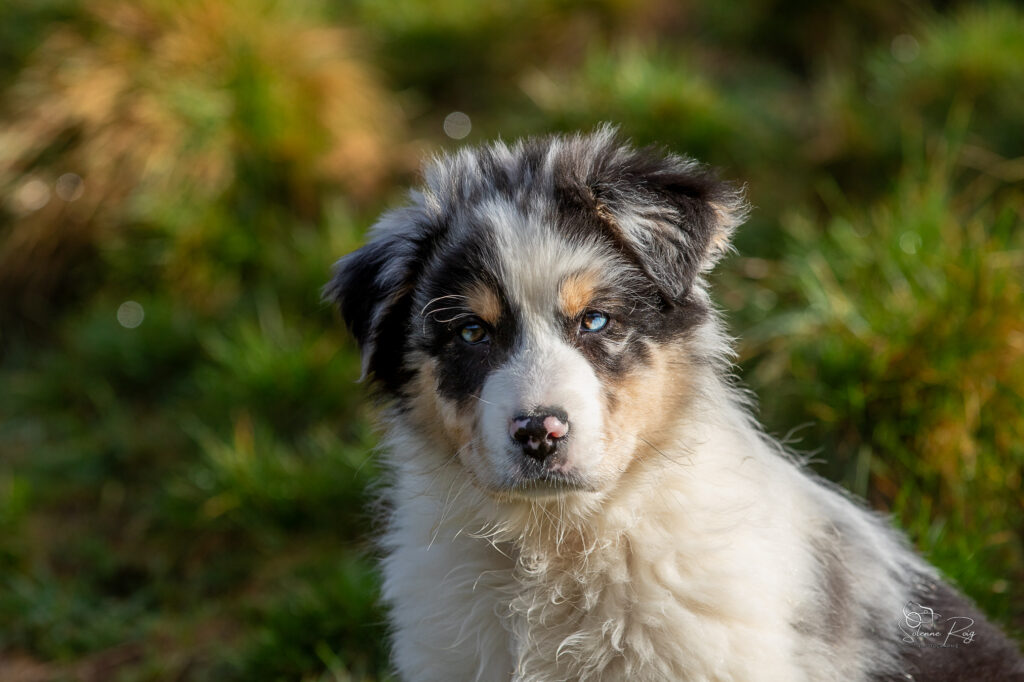 Askja chiot berger australien bleu merle 10.5 semaines