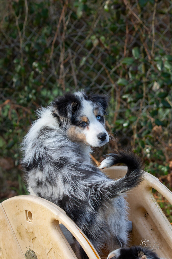 Awan chiot berger australien bleu merle 10.5 semaines