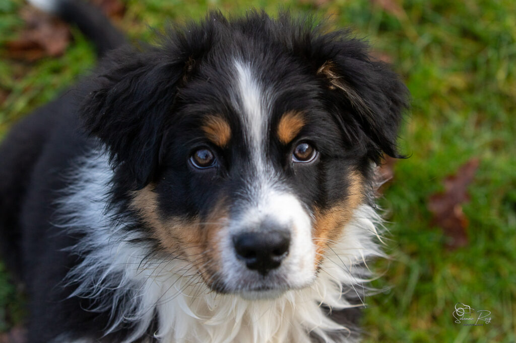 Alden dit Speed chiot berger australien noir tricolore 10.5 semaines