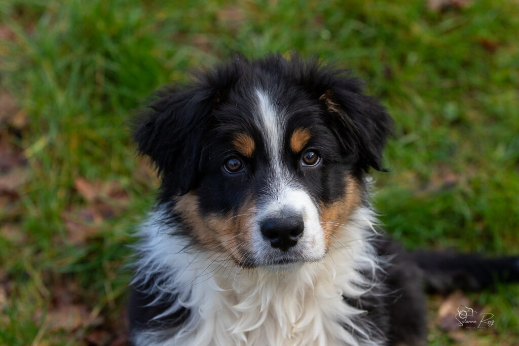 Alden dit Speed chiot berger australien noir tricolore 10.5 semaines