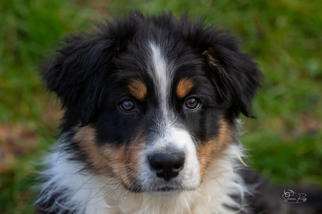 Alden dit Speed chiot berger australien noir tricolore 10.5 semaines