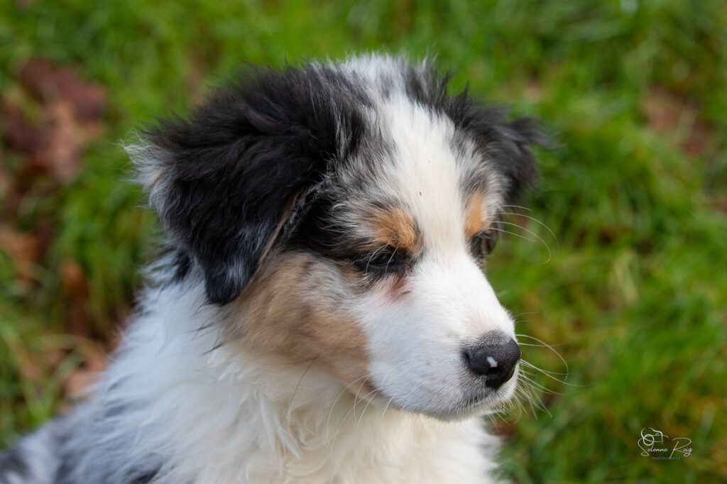 Awan chiot berger australien bleu merle 10.5 semaines