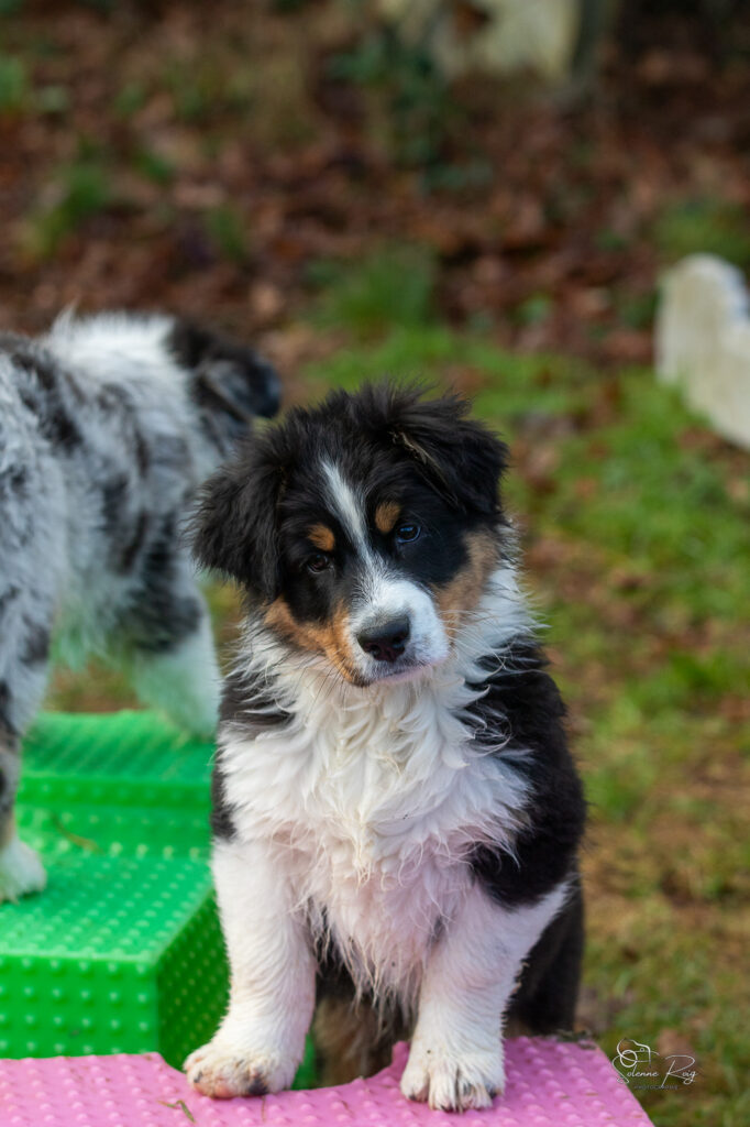 Alden dit Speed chiot berger australien noir tricolore 10.5 semaines