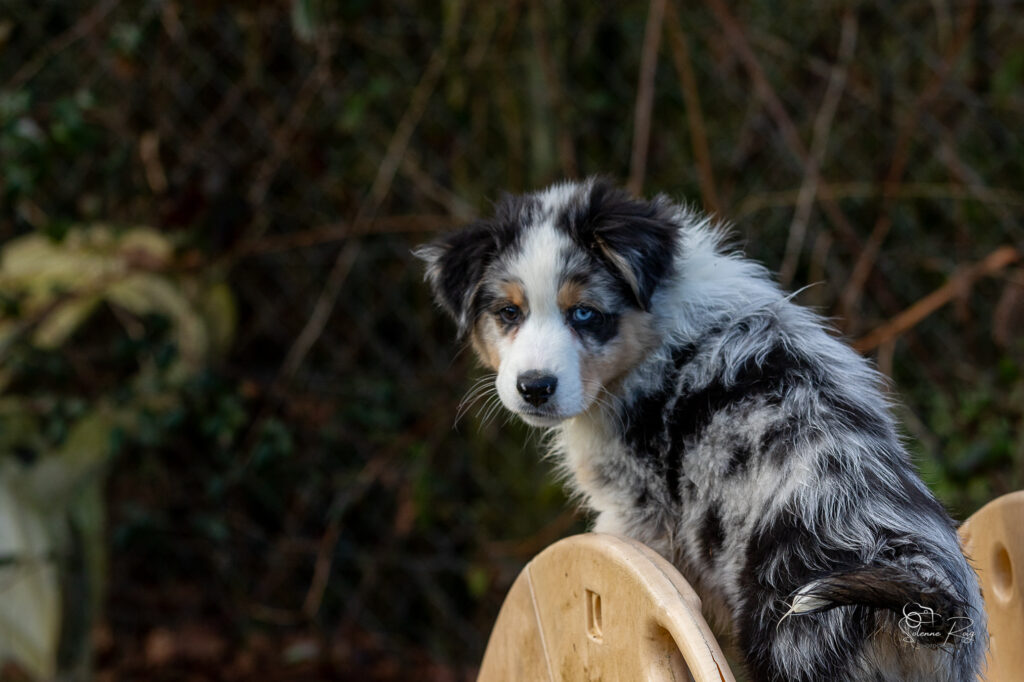 Awan chiot berger australien bleu merle 10.5 semaines