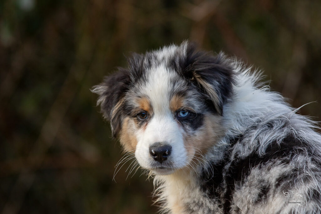 Awan chiot berger australien bleu merle 10.5 semaines