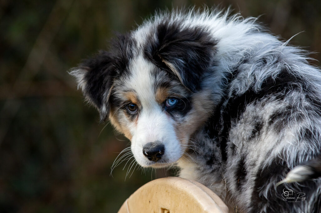 chiot berger australien bleu merle 10.5 semaines
