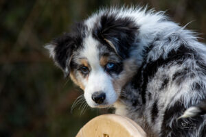 chiot berger australien bleu merle 10.5 semaines