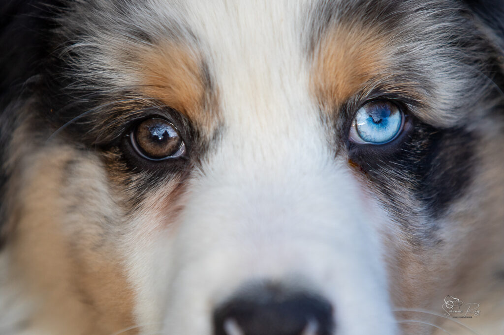 Awan chiot berger australien bleu merle yeux particolores 10.5 semaines