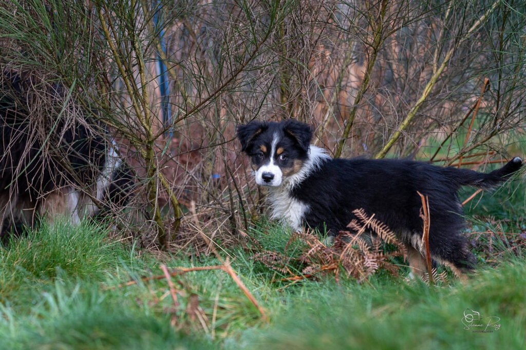 Ayo of Sipawaban chiot berger australien noir tricolore 10.5 semaines