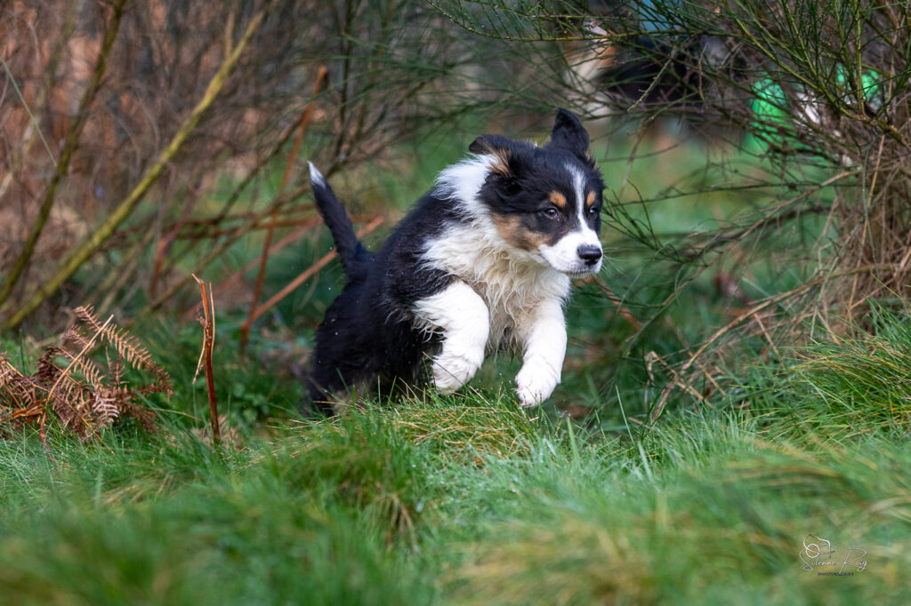 Ayo of Sipawaban chiot berger australien mâle noir tricolore 10.5 semaines