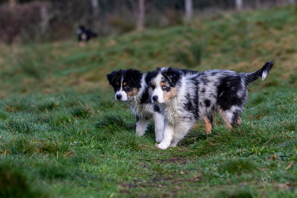Ayo et Awan Elevage chiens berger australien LOF - Occitanie - Ayo et Awan - 10.5 semaines