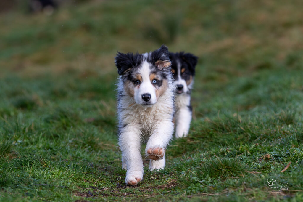 Awan of Sipawaban Chiot berger australien bleu merle 10.5 semaines