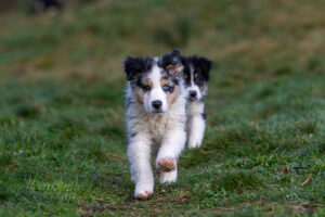 chiot berger australien bleu merle aux yeux vairons qui galope vers le photographe