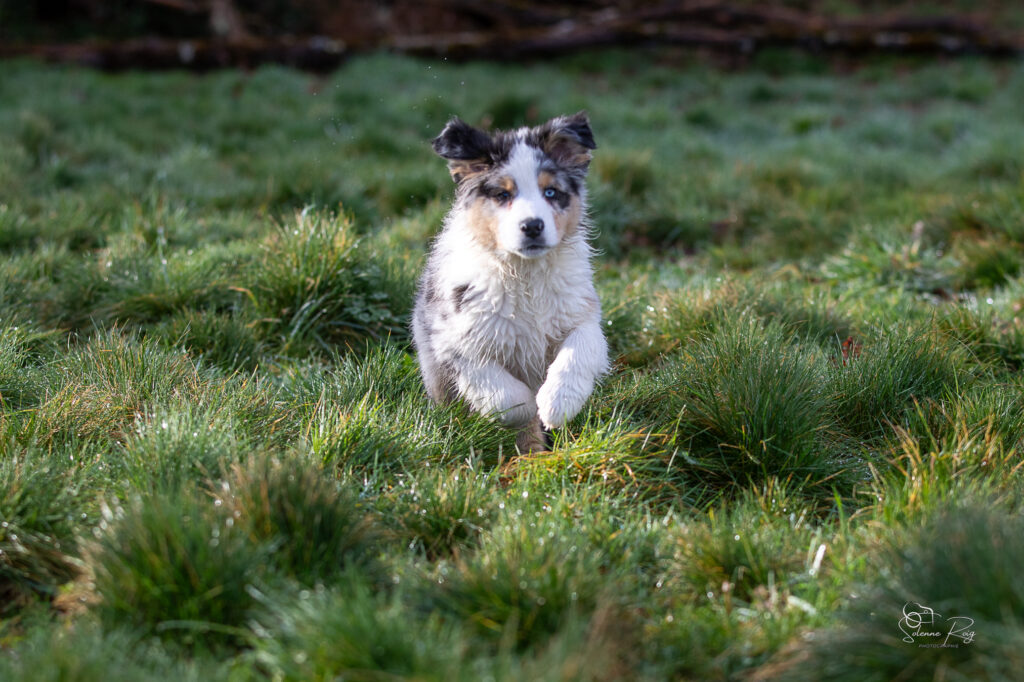 Awan of Sipawaban Chiot berger australien bleu merle 10.5 semaines