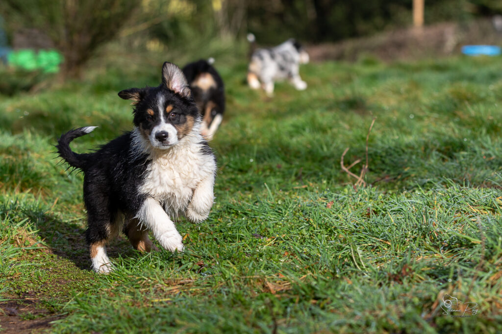 Ayo of Sipawaban Chiots berger australien noir tricolore 10.5 semaines