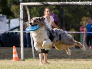 chien berger australien bleu merle en concours de frisbee