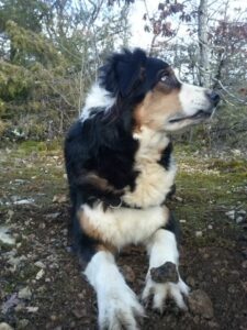 chien berger australien noir tricolore en cavage