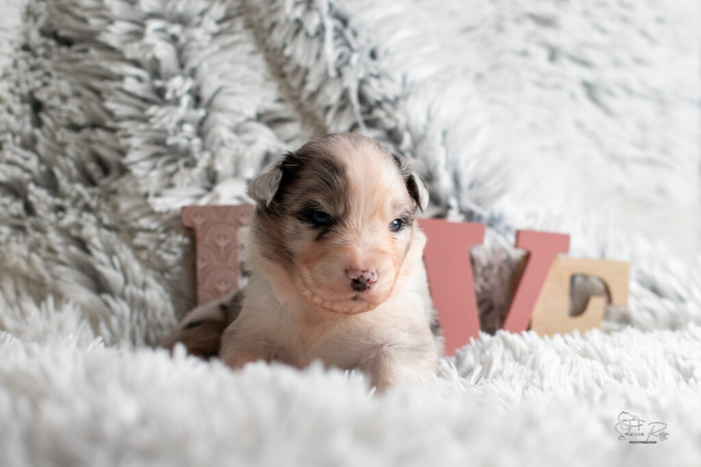 Chiot berger australien bleu merle 15 jours
