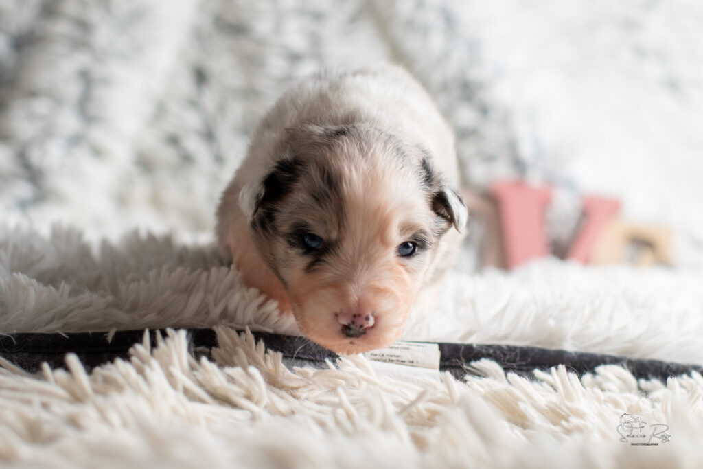 Chiot berger australien bleu merle 15 jours