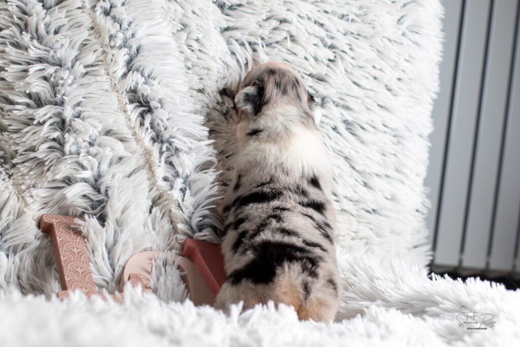 Chiot berger australien bleu merle 15 jours