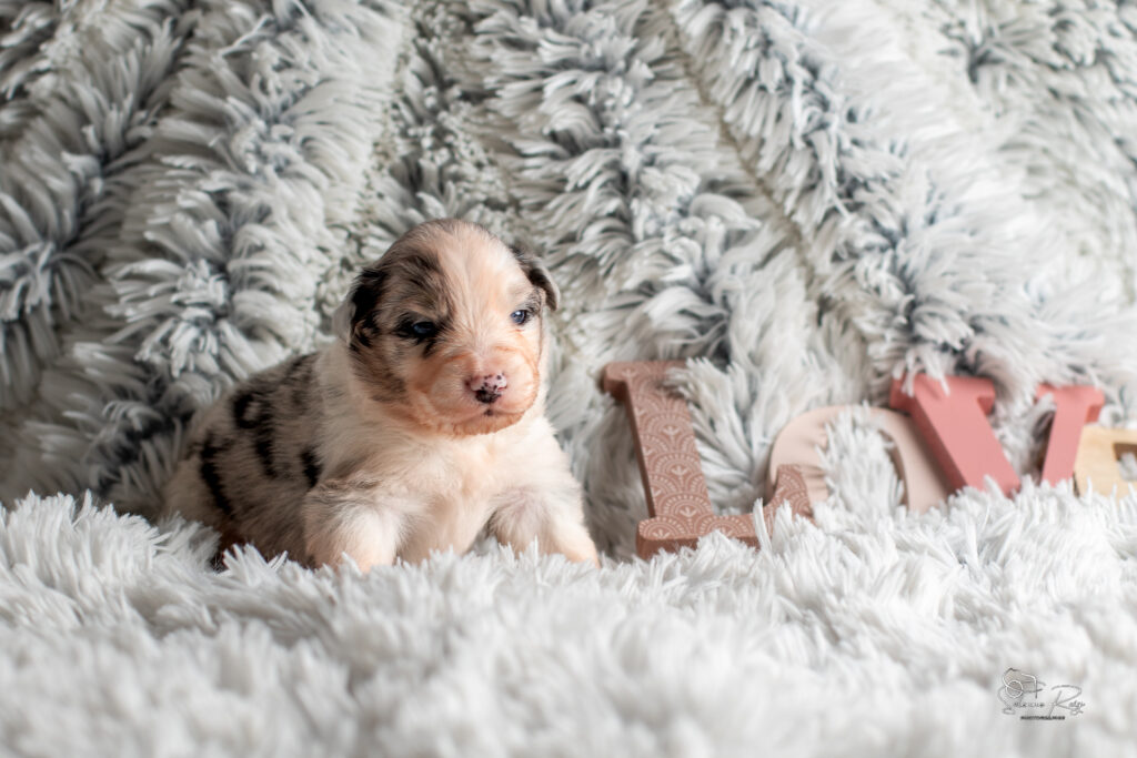 Chiot berger australien bleu merle 15 jours