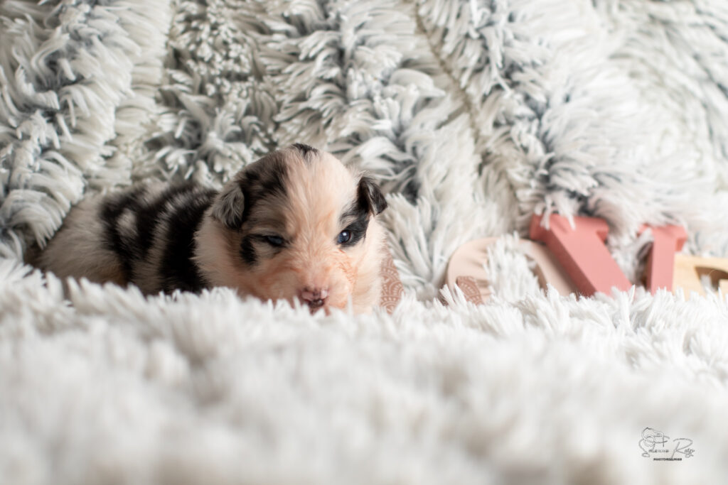 Chiot berger australien bleu merle 15 jours