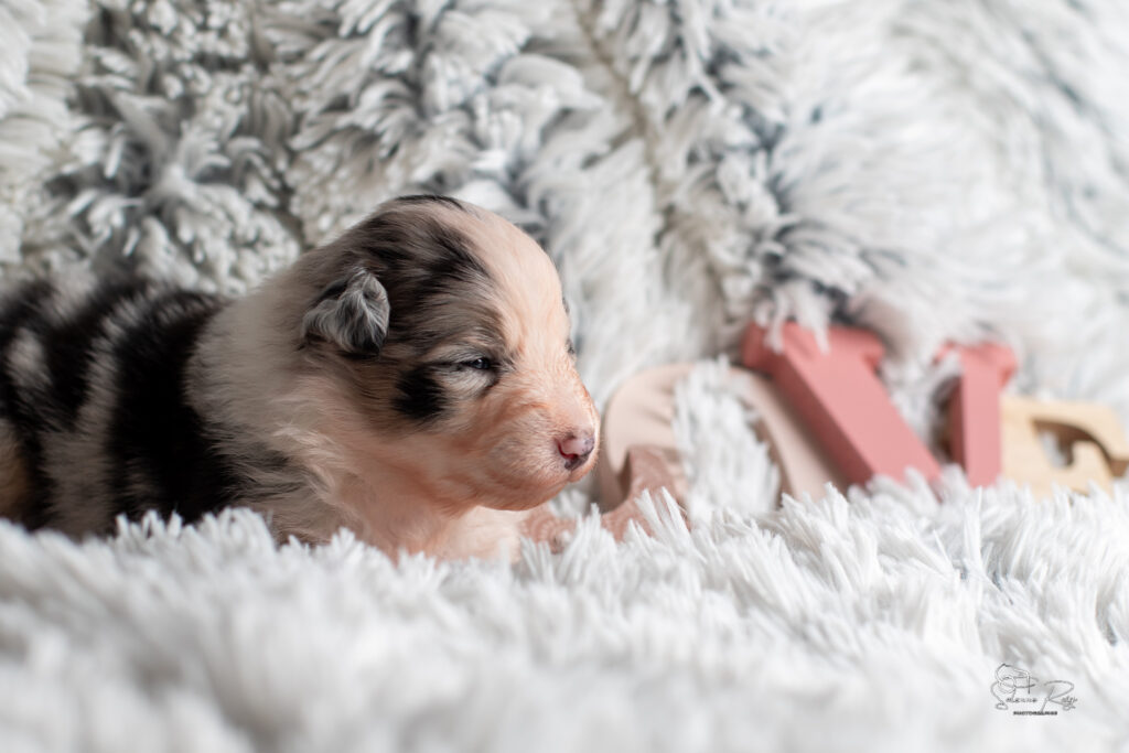 Chiot berger australien bleu merle 15 jours