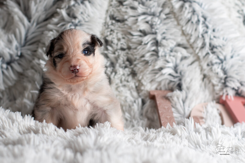 Chiot berger australien bleu merle 15 jours