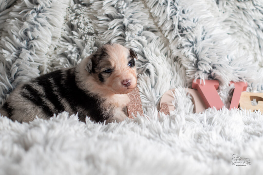 Chiot berger australien bleu merle 15 jours