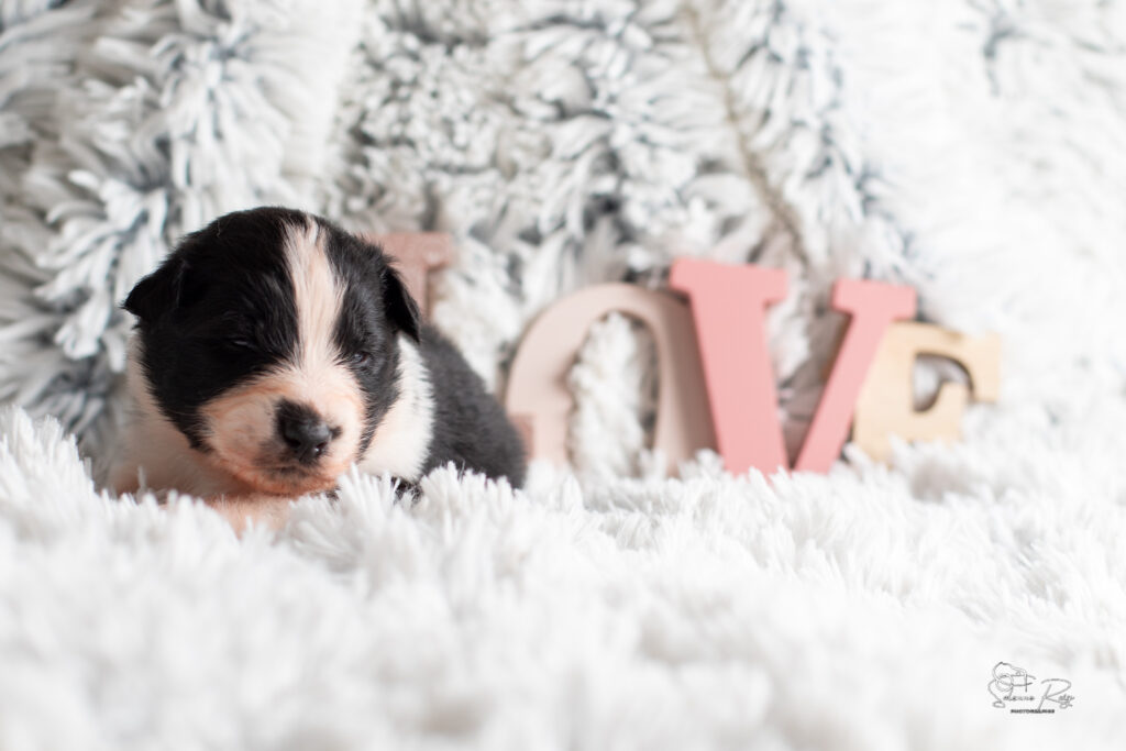 Chiot berger australien noir tricolore 15 jours