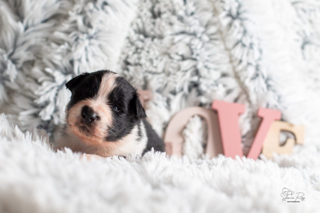 chiot berger australien noir tricolore 15 jours