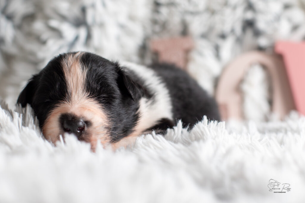 Chiot berger australien noir tricolore 15 jours