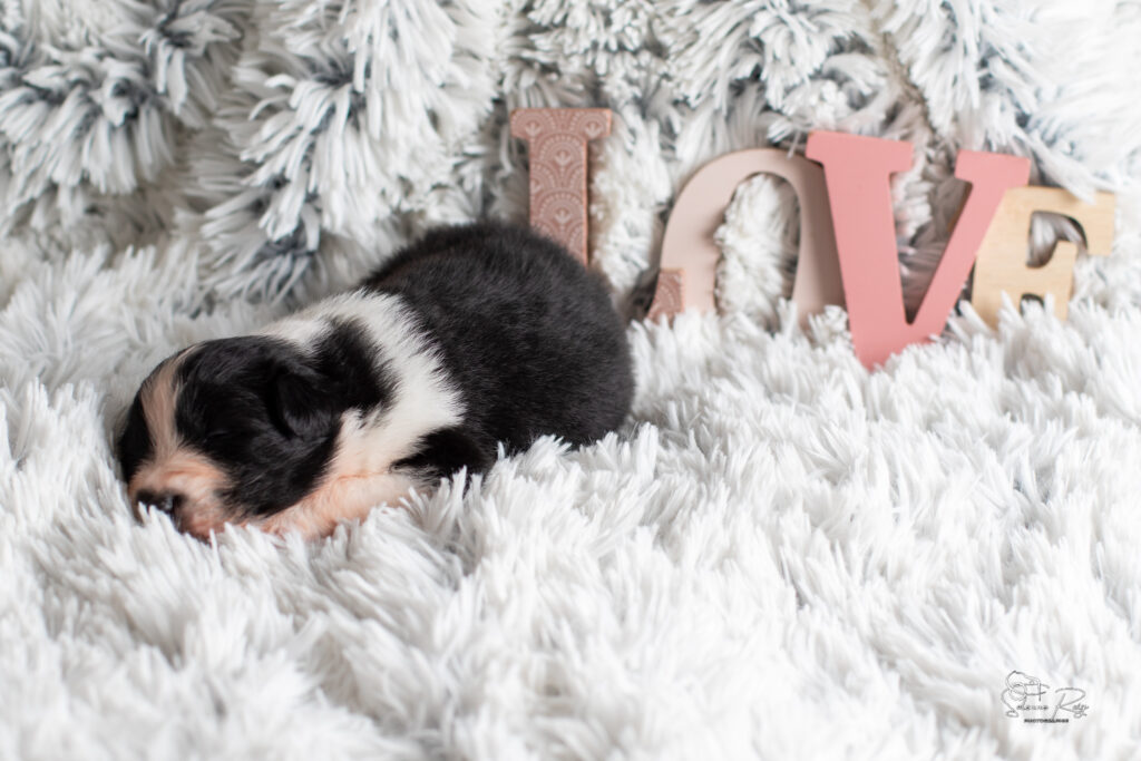 Chiot berger australien noir tricolore 15 jours