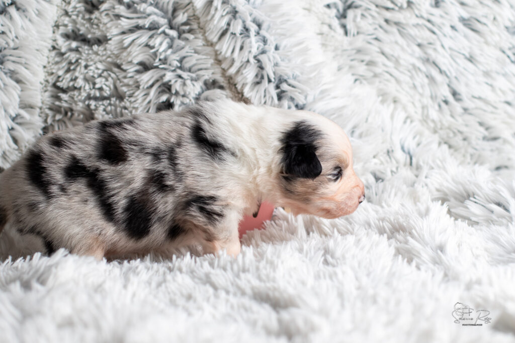 Chiot berger australien bleu merle 15 jours