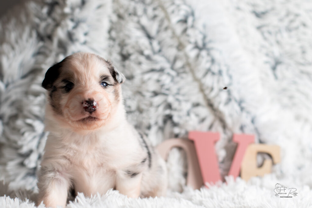 chiot berger australien bleu merle 15 jours
