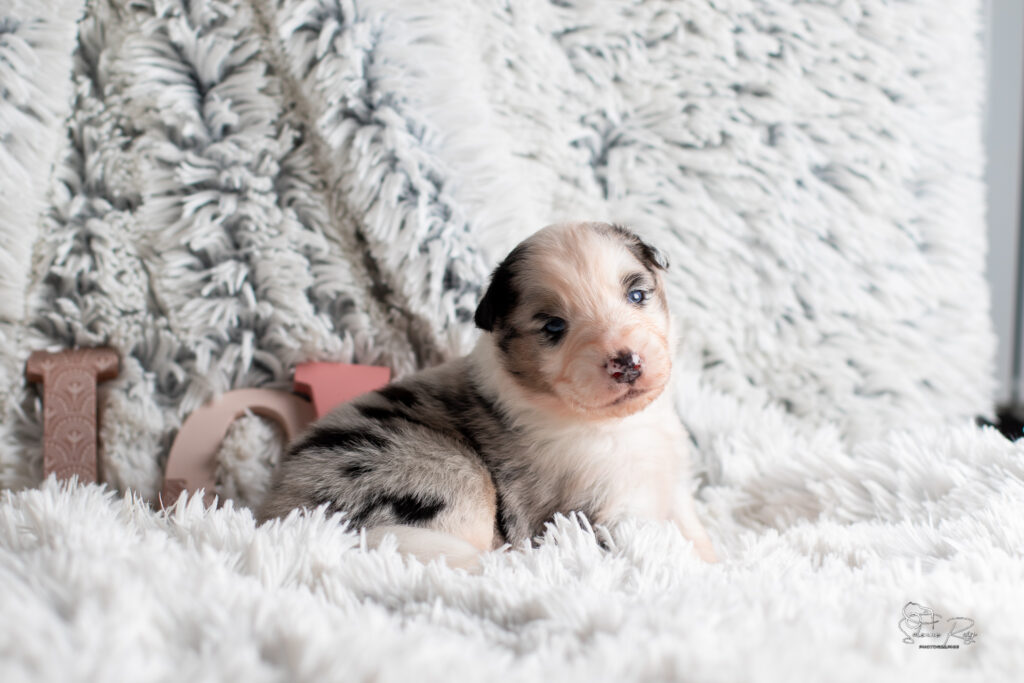 Chiot berger australien bleu merle 15 jours