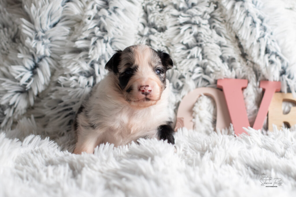 Chiot berger australien bleu merle 15 jours